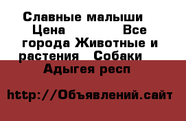 Славные малыши! › Цена ­ 10 000 - Все города Животные и растения » Собаки   . Адыгея респ.